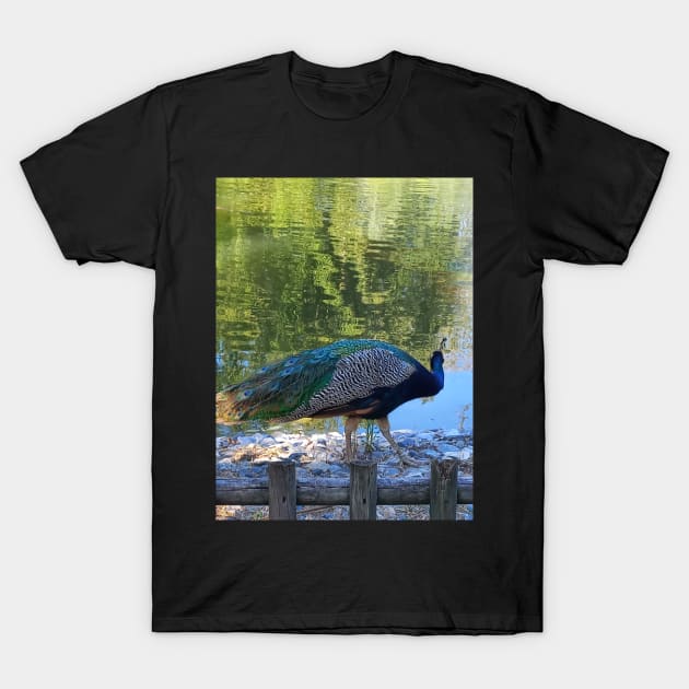 Peacock T-Shirt by AJQ Tees